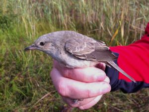 Curruca nisoria - Barred Warbler - Höksångare