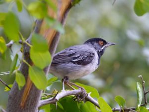 Curruca ruppeli - Rüppell's Warbler - Svarthakad sångare