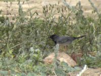 Curruca ruppeli male 5,5 km E Feiran, Egypt 20090406 631