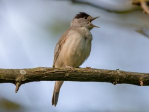 Sylvia atricapilla - Blackcap - Svarthätta