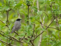 Sylvia atricapilla male Djurminnesplatsen, Spillepeng, Malmö, Skåne, Sweden 20160501_0028