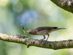 Sylvia borin - Garden Warbler - Trädgårdssångare