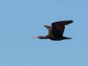 Geronticus eremita - Northern Bald Ibis - Eremitibis