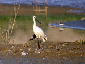 Platalea leucorodia - Eurasian Spoonbill - Skedstork