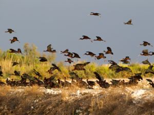 Plegadis falcinellus - Glossy Ibis - Bronsibis