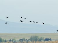 Plegadis falcinellus Jandara Lake, Kvemo Kartli, Georgia 20180429_0420