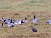 Plegadis falcinellus ad Bakdjupet, Skanör, Vellinge, Skåne, Sweden 20151007B_0005