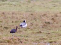 Plegadis falcinellus ad Bakdjupet, Skanör, Vellinge, Skåne, Sweden 20151007B_0011