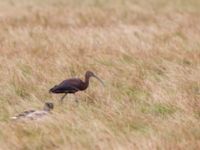 Plegadis falcinellus ad Bakdjupet, Skanör, Vellinge, Skåne, Sweden 20151007B_0082