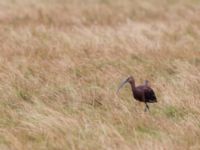 Plegadis falcinellus ad Bakdjupet, Skanör, Vellinge, Skåne, Sweden 20151007B_0088