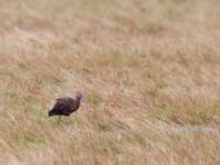 Plegadis falcinellus ad Bakdjupet, Skanör, Vellinge, Skåne, Sweden 20151007B_0098