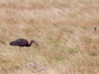 Plegadis falcinellus ad Bakdjupet, Skanör, Vellinge, Skåne, Sweden 20151007B_0100