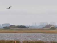 Plegadis falcinellus ad Bakdjupet, Skanör, Vellinge, Skåne, Sweden 20151007_0032