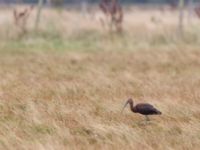 Plegadis falcinellus ad Bakdjupet, Skanör, Vellinge, Skåne, Sweden 20151007_0061