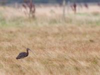 Plegadis falcinellus ad Bakdjupet, Skanör, Vellinge, Skåne, Sweden 20151007_0068