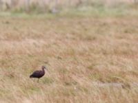 Plegadis falcinellus ad Bakdjupet, Skanör, Vellinge, Skåne, Sweden 20151007_0092