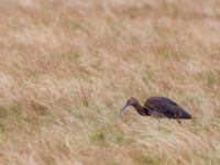 Plegadis falcinellus ad Bakdjupet, Skanör, Vellinge, Skåne, Sweden 20151007_0104