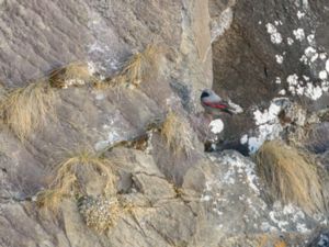 Tichodroma muraria - Wallcreeper - Murkrypare