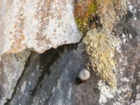 Tichodroma muraria muraria female Gudauri Monument, Stepantsminda, Mtskheta-Mtianeti, Georgia 20180425_1876