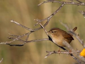 Troglodytes troglodytes - Eurasian Wren - Gärdsmyg