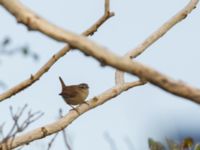 Troglodytes troglodytes Hamnen, Klagshamns udde, Malmö, Skåne, Sweden 20171103_0015