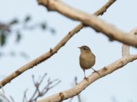 Troglodytes troglodytes Hamnen, Klagshamns udde, Malmö, Skåne, Sweden 20171103_0017