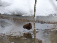 Troglodytes troglodytes Husie mosse, Malmö, Skåne, Sweden 20180305_0011