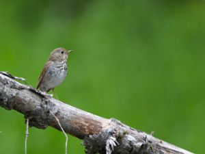 Catharus guttatus - Hermit Thrush - Eremitskogstrast