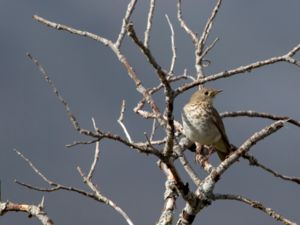 Catharus minimus - Grey-cheeked Thrush - Gråkindad skogstrast