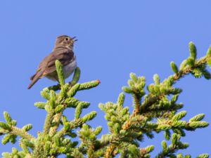 Catharus ustulatus - Swainson's Thrush - Beigekindad skogstrast