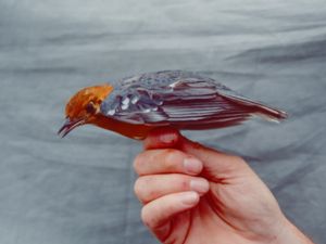 Geokichla citrina - Orange-headed Thrush - Orangehuvad trast