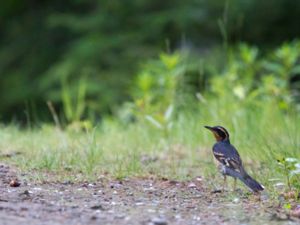 Ixoreus naevius - Varied Thrush - Sitkatrast