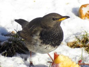 Turdus atrogularis - Black-throated Thrush - Svarthalsad trast