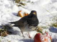 Turdus atrogularis ad male Klågerup, Svedala, Skåne, Sweden 20090217 137