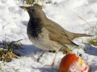 Turdus atrogularis ad male Klågerup, Svedala, Skåne, Sweden 20090217 152