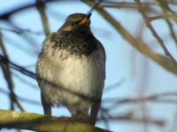 Turdus atrogularis ad male Klågerup, Svedala, Skåne, Sweden 20090217 174