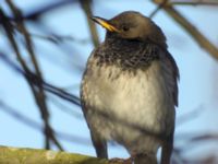 Turdus atrogularis ad male Klågerup, Svedala, Skåne, Sweden 20090217 190