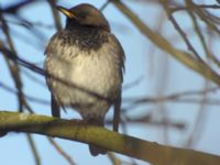 Turdus atrogularis ad male Klågerup, Svedala, Skåne, Sweden 20090217 234