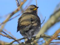 Turdus atrogularis ad male Klågerup, Svedala, Skåne, Sweden 20090217 288