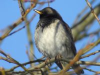 Turdus atrogularis ad male Klågerup, Svedala, Skåne, Sweden 20090217 309