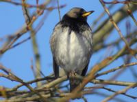 Turdus atrogularis ad male Klågerup, Svedala, Skåne, Sweden 20090217 329