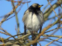 Turdus atrogularis ad male Klågerup, Svedala, Skåne, Sweden 20090217 354