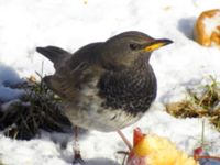 Turdus atrogularis ad male Klågerup, Svedala, Skåne, Sweden 20090217 382