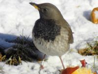 Turdus atrogularis ad male Klågerup, Svedala, Skåne, Sweden 20090217 408