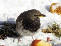 Turdus atrogularis ad male Klågerup, Svedala, Skåne, Sweden 20090217 417