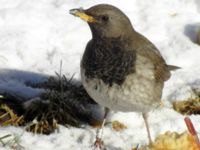 Turdus atrogularis ad male Klågerup, Svedala, Skåne, Sweden 20090217 427