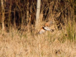 Turdus eunomus - Dusky Thrush - Bruntrast