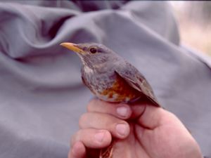 Turdus hortulorum - Grey-backed Thrush - Gråryggig trast