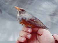 Turdus hortulorum ad male Happy Island (Shijiu Tuodao), Hebei, China 19980509B (15)