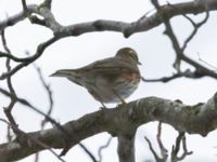 Turdus iliacus Banvallen Handikappbadet, Riberborg, Malmö, Skåne, Sweden 20231204_0001